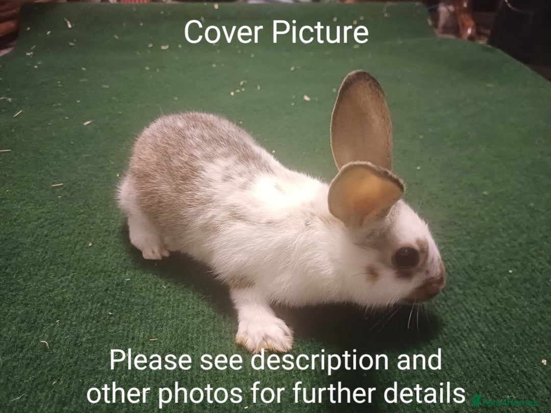 Lionhead rabbits for sale: 4 Cute Baby Lionhead X Mini Lop Rabbits - Image 1