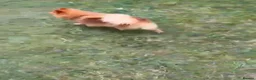 Pomeranian dogs for sale: Pomeranian (Girl) - Advert 3