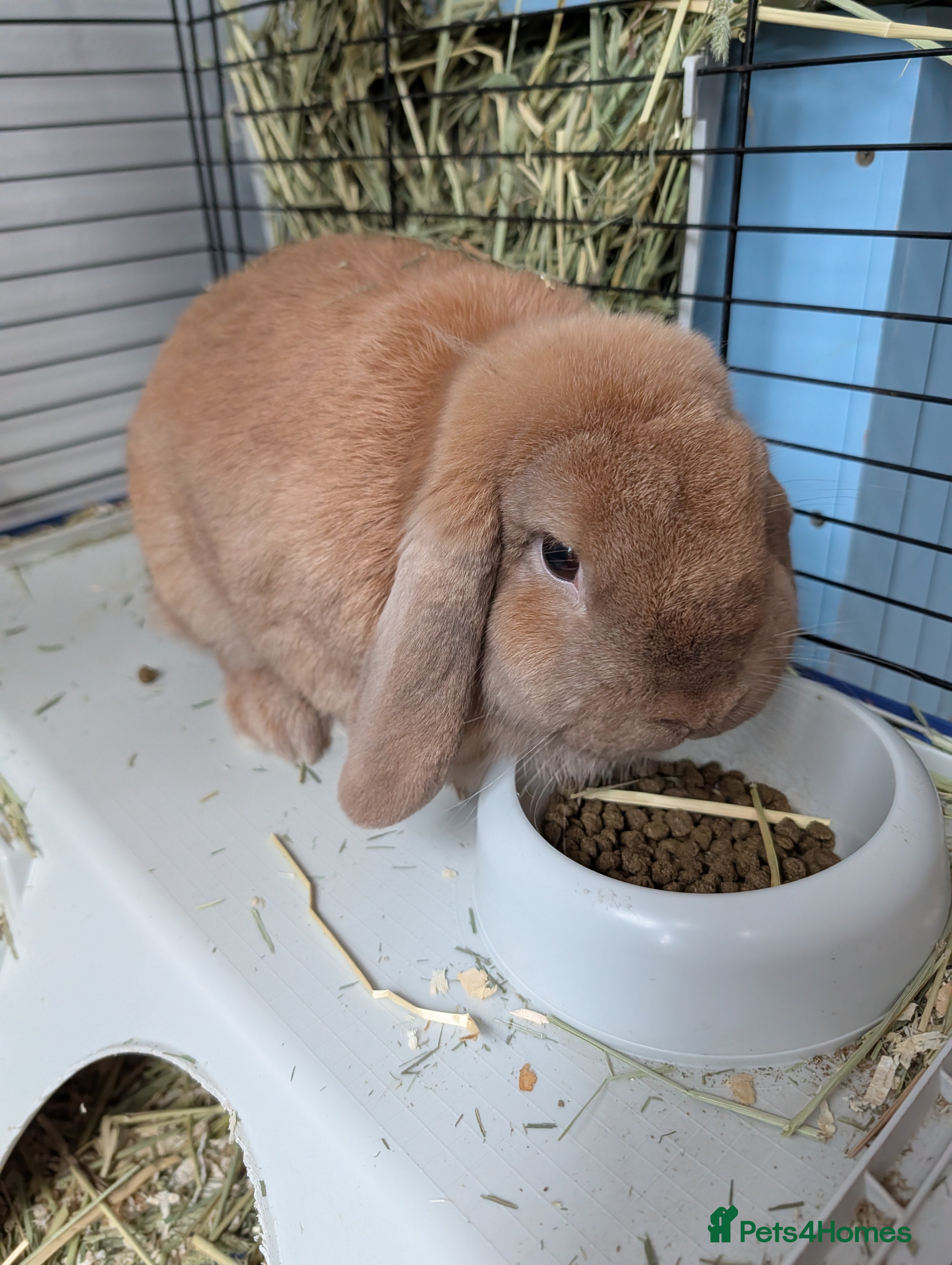 Mini Lop rabbits Mini lop ear male rabbit - Advert 3