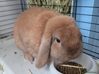 Mini Lop rabbits Mini lop ear male rabbit - Advert 1