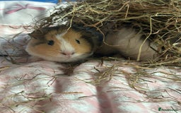 Guinea Pig rodents for sale: Four female guinea pig babies available. - Image 8