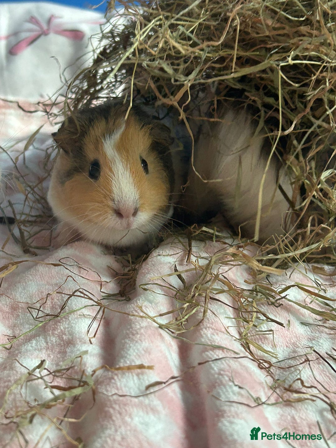 Guinea Pig rodents for sale: Four female guinea pig babies available. - Image 8