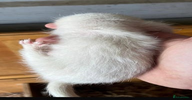 Ferret rodents - Advert 9