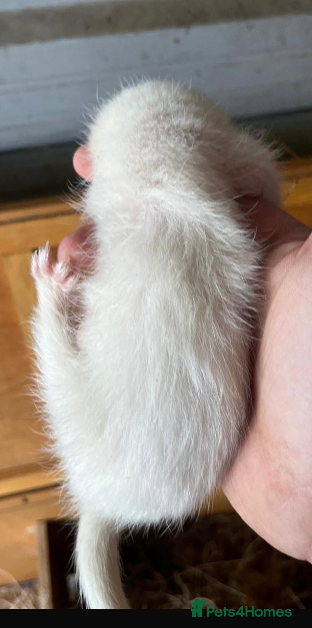 Ferret rodents for sale: Ferret Kits Available - Image 3
