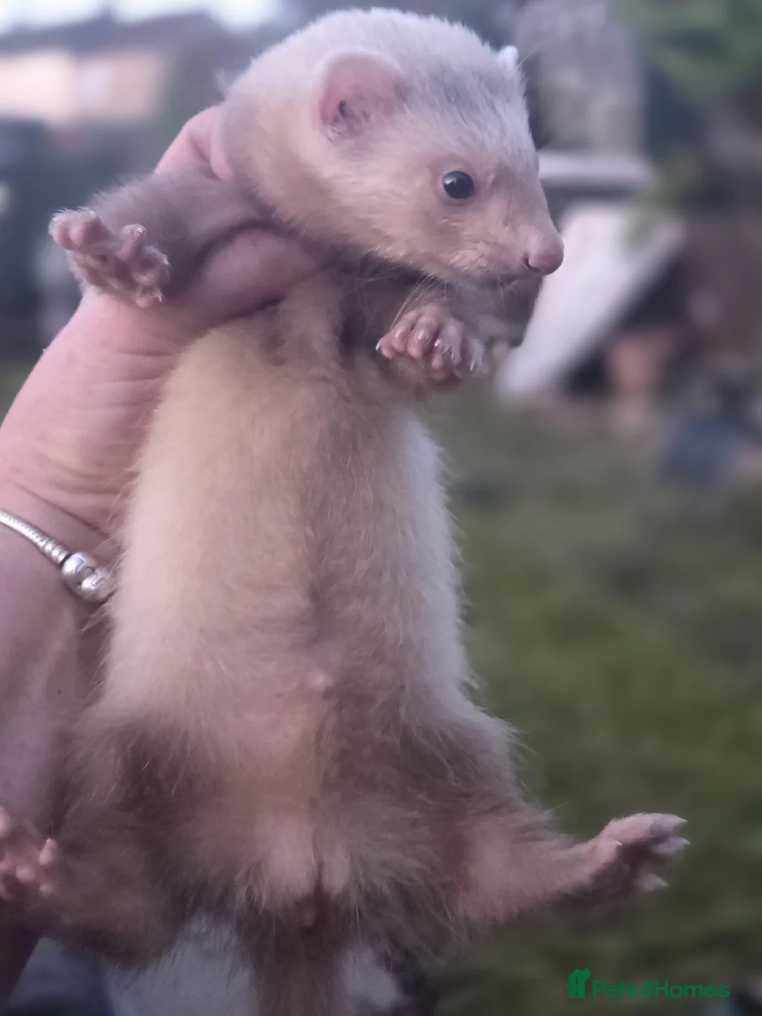 Ferret rodents for sale: Mixed lot of ferrets hobs and Jill's  - Advert 2