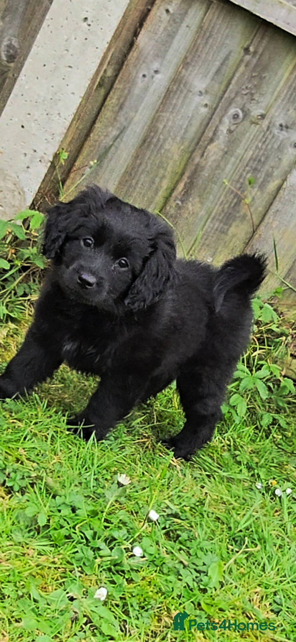Mixed Breed dogs ONLY TWO LEFT female pomspitz x Cockerpoo Puppies  - Advert 18