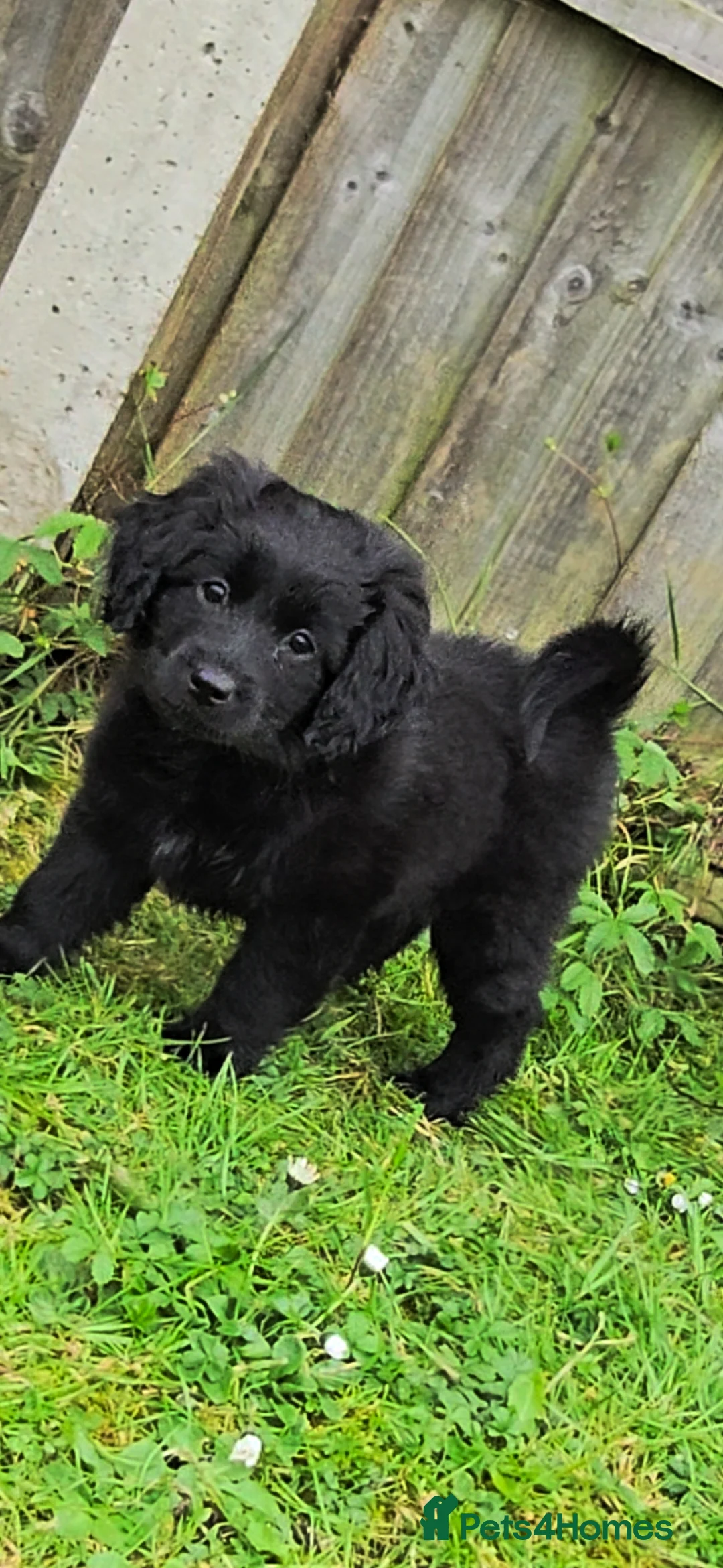 Mixed Breed dogs for sale: ONLY TWO LEFT female pomspitz x Cockerpoo Puppies  - Advert 1