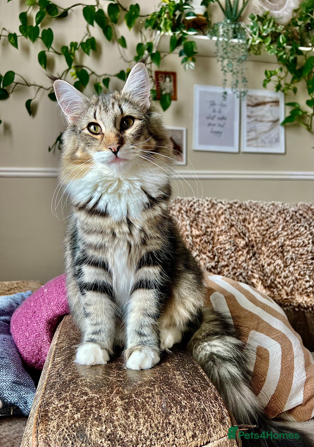 Norwegian Forest Cat cats for sale: Full FIFe pedigree Norwegian Forest Kittens  in Normanton - Image 12