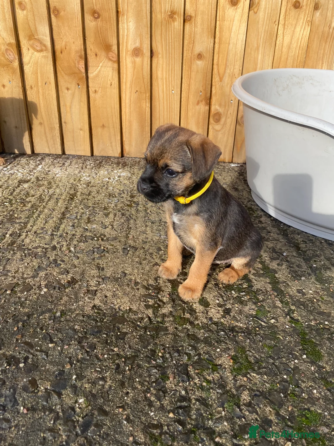Border Terrier dogs for sale: ⭐️BORDER TERRIER PUPPIES  - Advert 10