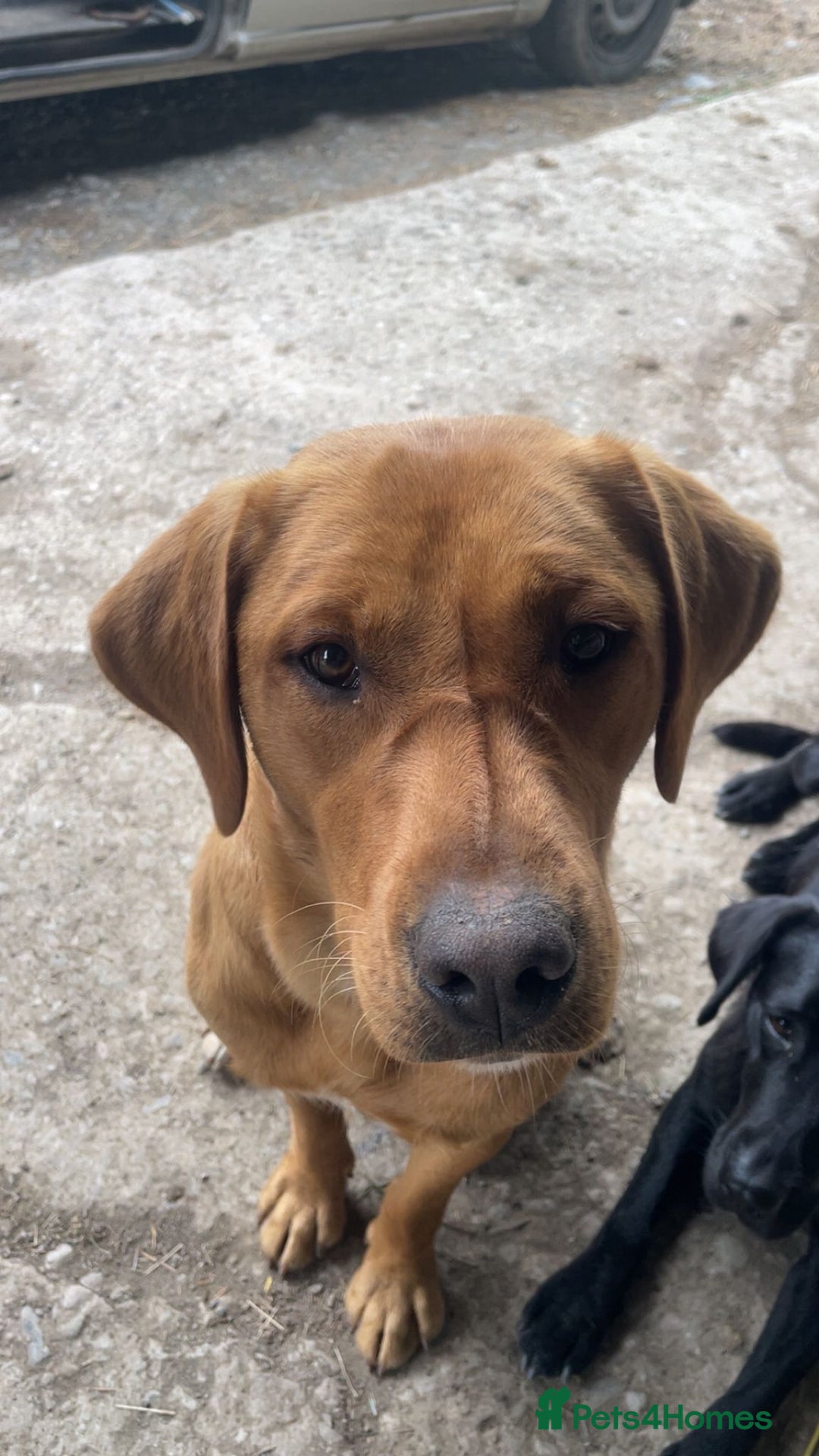 Labrador Retriever dogs for sale: Stunning litter of 9 pups - Advert 14