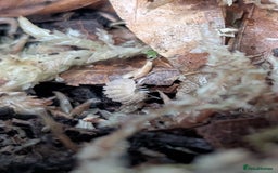 Isopods invertebrates for sale: inverts  - Image 2