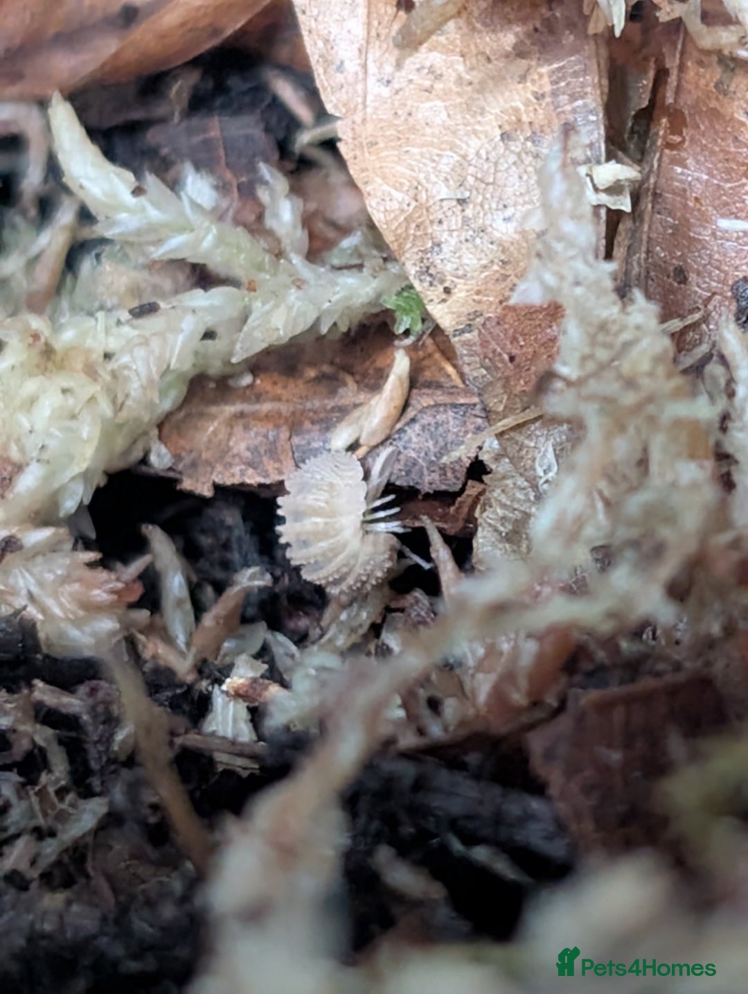 Isopods invertebrates for sale: inverts  - Image 2