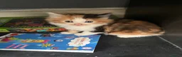 Mixed Breed cats for sale: Beautiful Tabby Cross Ragdoll Kittens  - Advert 4