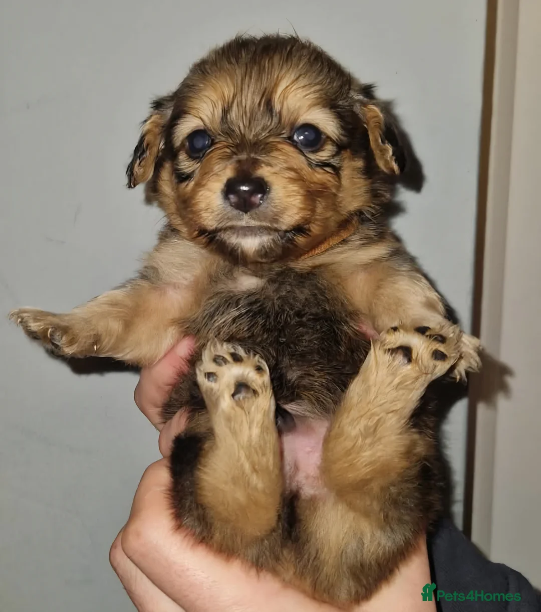 Mixed Breed dogs for sale: Miniature Dachshund x Pomeranian Puppies - Advert 1