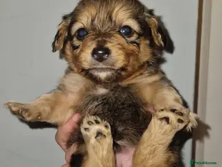 Mixed Breed dogs Miniature Dachshund x Pomeranian Puppies - Advert 6
