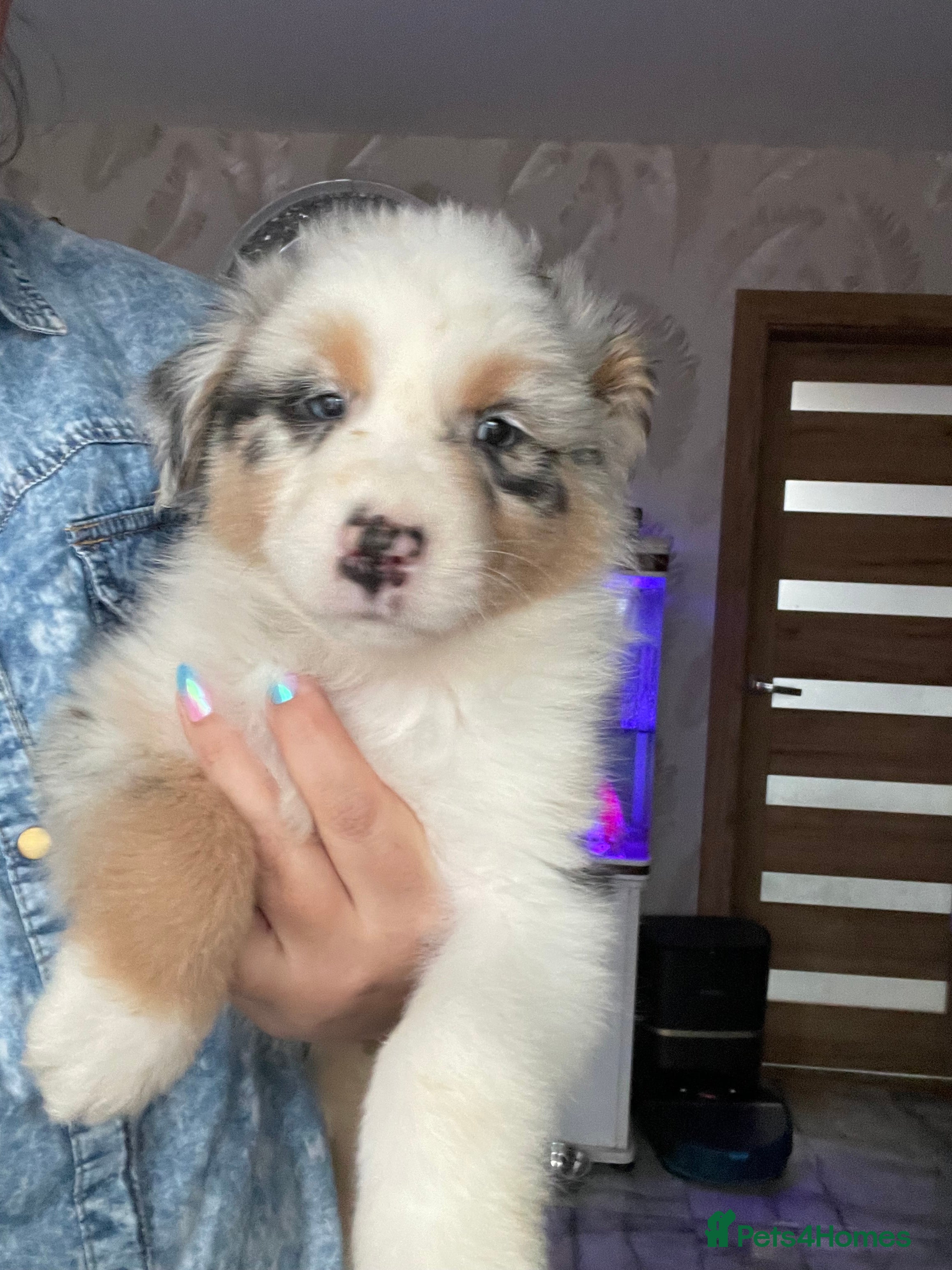 Australian Shepherd dogs Sweet boy  Australian Shepherd KC registration🥰 - Advert 3