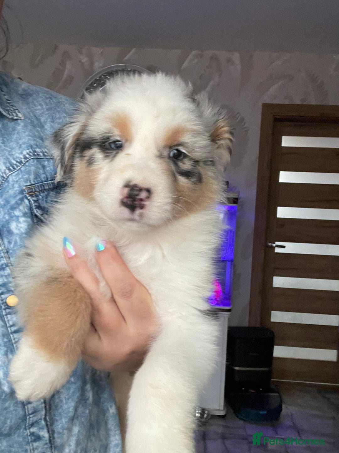 Australian Shepherd dogs for sale: Sweet boy  Australian Shepherd KC registration🥰 - Advert 2