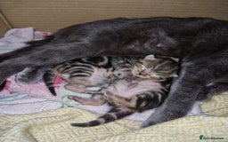 Mixed Breed cats for sale: 2 cute boys Russian blue and Bengal mix  - Advert 5