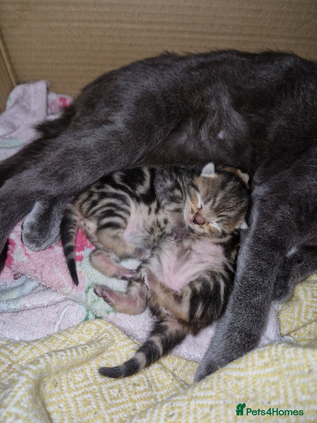 Mixed Breed cats for sale: 2 cute boys Russian blue and Bengal mix  - Advert 5