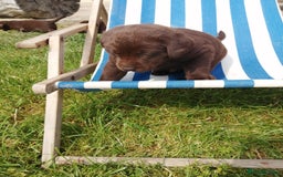 Labrador Retriever dogs for sale: 6 Adorable Chocolate Labs for Sale - Image 28