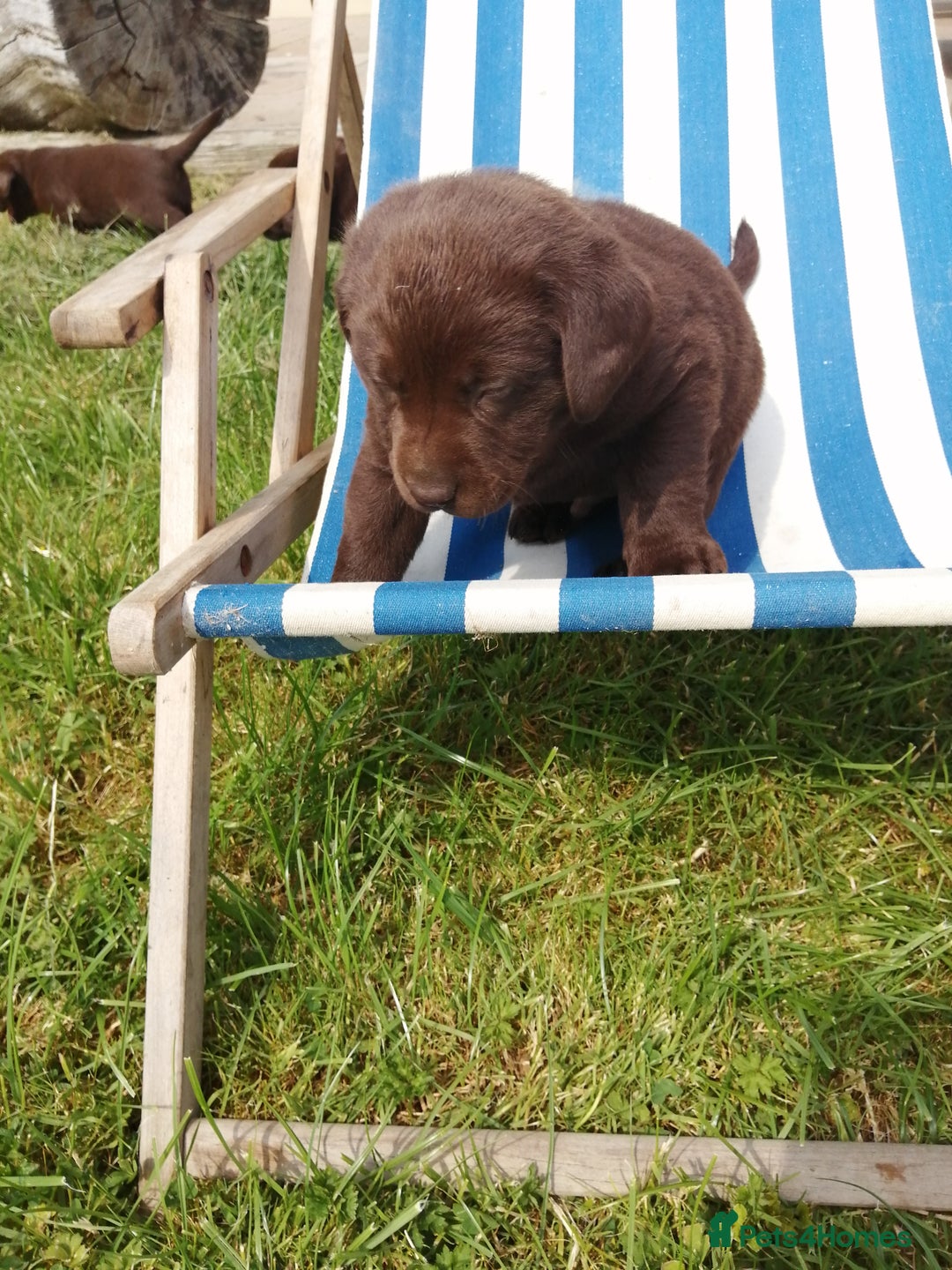 Labrador Retriever dogs for sale: 6 Adorable Chocolate Labs for Sale - Image 28