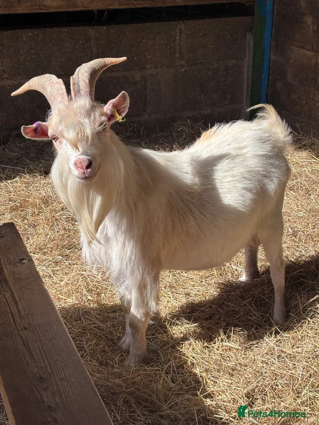 Goats livestock for sale: Proven Billy Goat – 2 Years Old Seeking Good Home - Advert 1