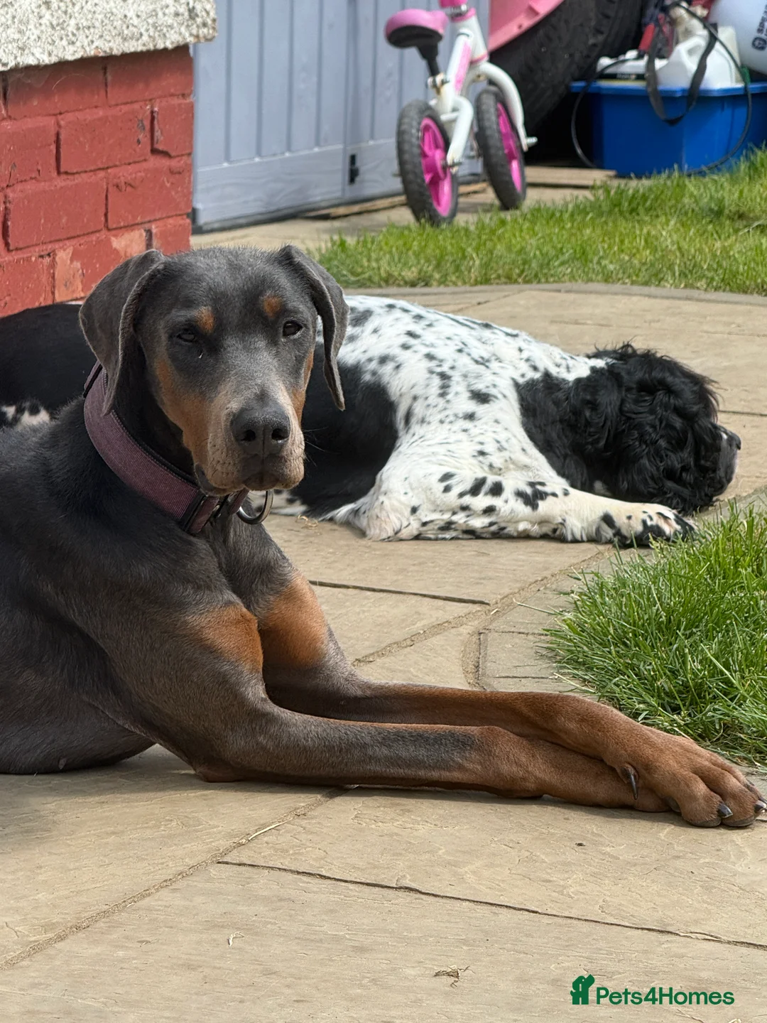 Dobermann dogs for sale: Female blue Doberman  - Advert 16