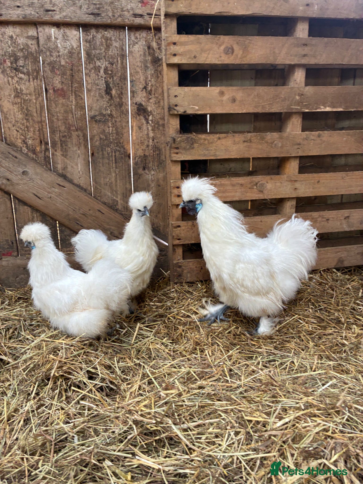 Chickens poultry Silkie breeding pair  - Advert 16