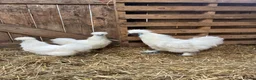 Chickens poultry for sale: Silkie breeding pair  in Cairndow - Advert 1