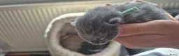 Russian Blue cats for sale: Pure Russian blue kittens 💙 🩵 😸  - Advert 4