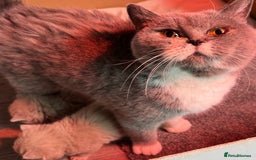 British Shorthair cats for sale: Stunning pure British shorthair kittens - Image 5