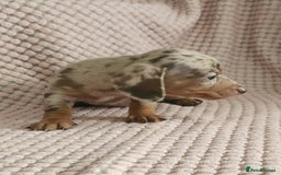 Miniature Dachshund dogs for sale: Beautiful miniature dachshund  - Image 10