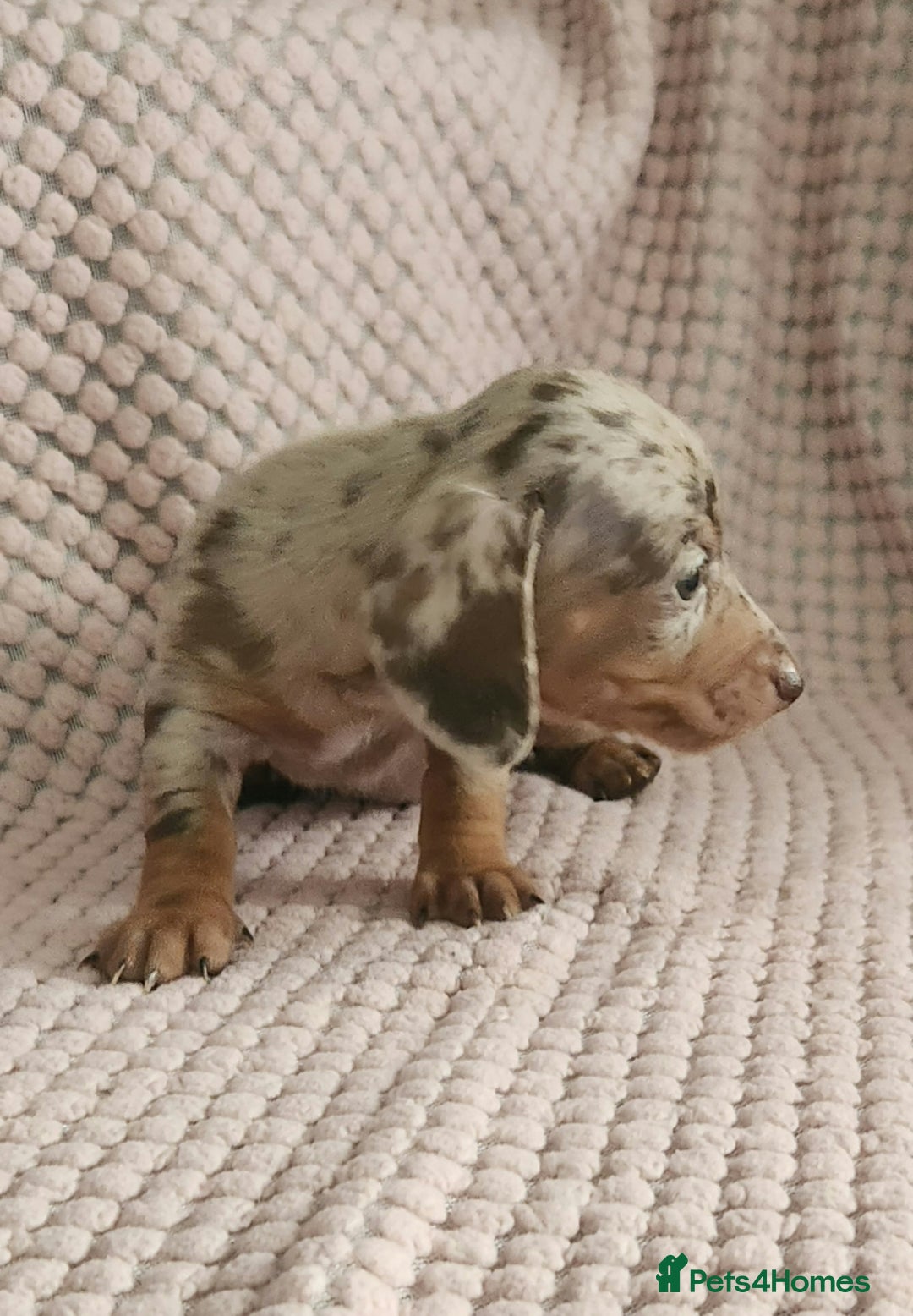Miniature Dachshund dogs for sale: Beautiful miniature dachshund  - Image 10