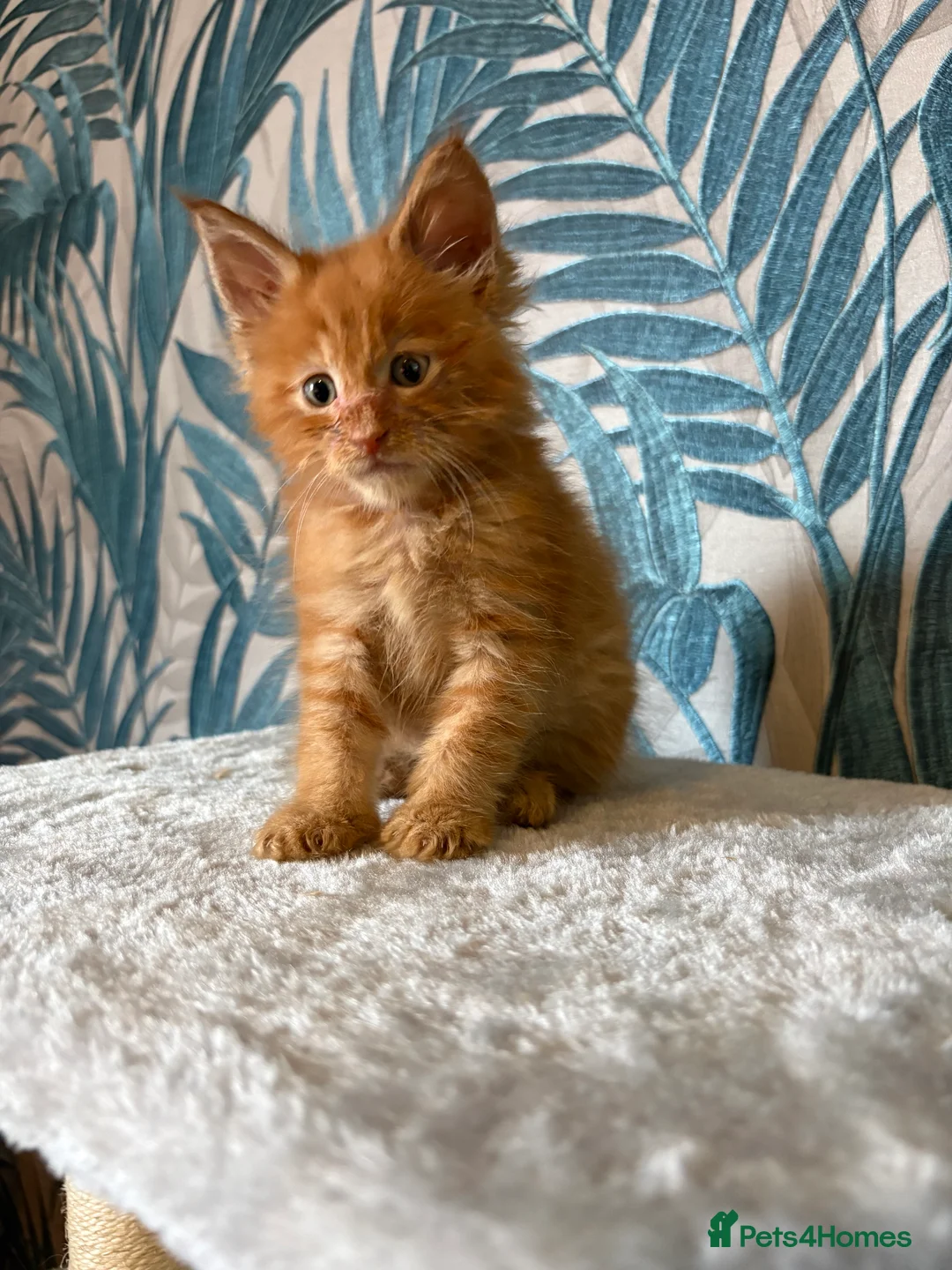 Maine Coon cats for sale:  Gorgeous Maincoon kittens  - Advert 19