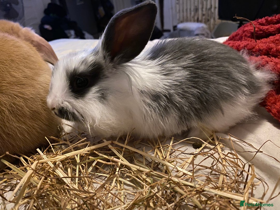 Lionhead rabbits for sale: ⭐️Stunning pure lionheads⭐️ - Image 5