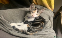 Domestic Shorthair cats for sale: 1x TABBY MALE KITTEN AVAILABLE NOW😸 - Image 8