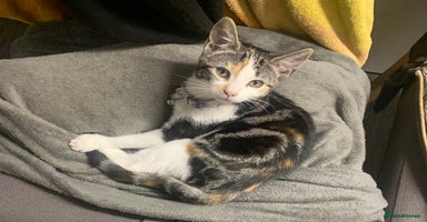 Domestic Shorthair cats - Advert 1
