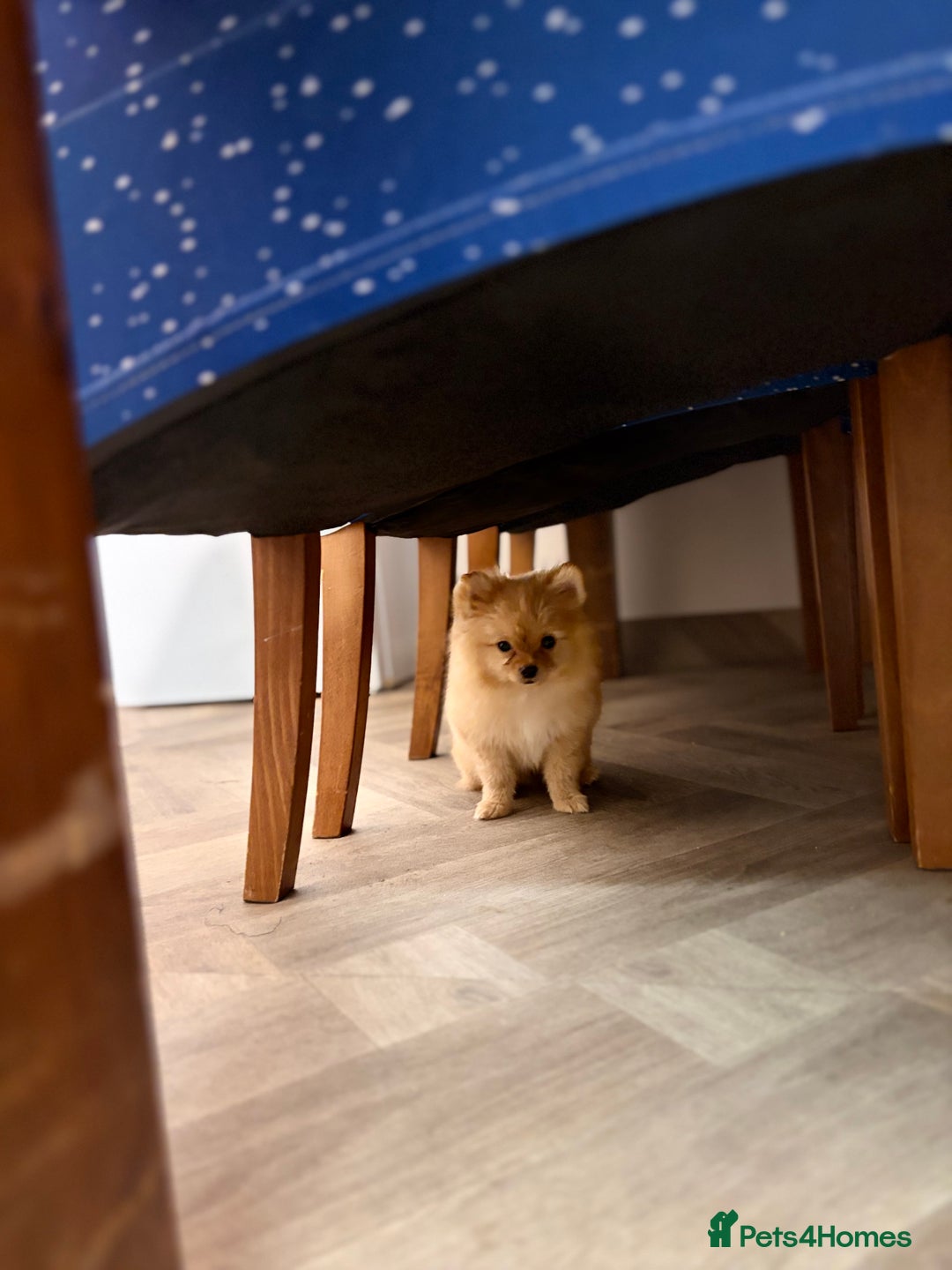 Mixed Breed dogs for sale: Pomeranian mixt with bichon - Advert 11