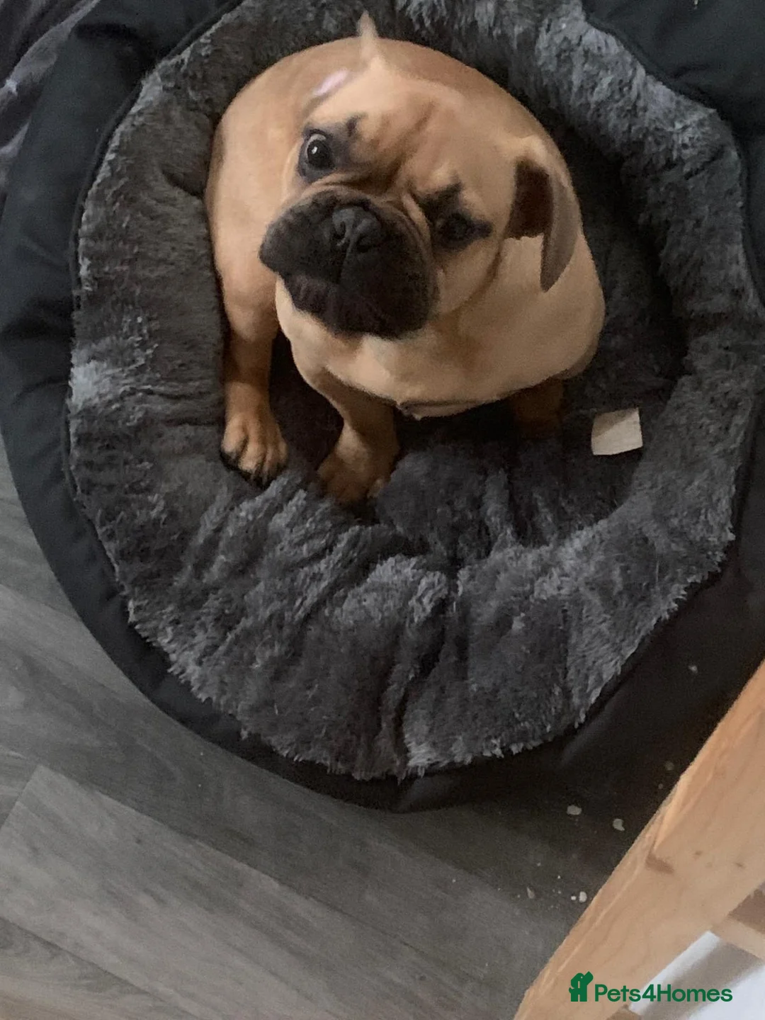 French Bulldog dogs for sale: French bulldog  - Advert 1