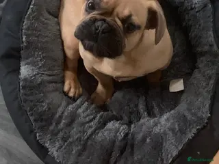 French Bulldog dogs French bulldog - Advert 4