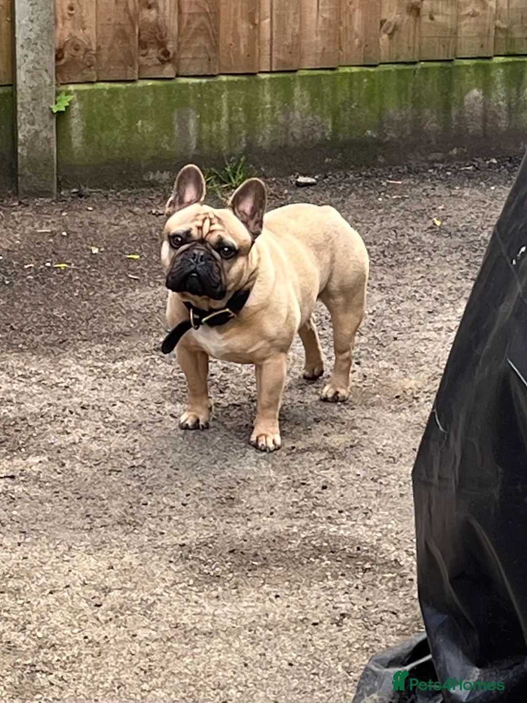 French Bulldog dogs for stud: Denzel- Open for Stud- PROVEN. Son of Super Ted  in Gillingham - Advert 3