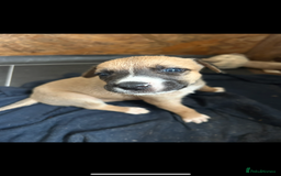 Mixed Breed dogs for sale: belgian malinois - Image 6
