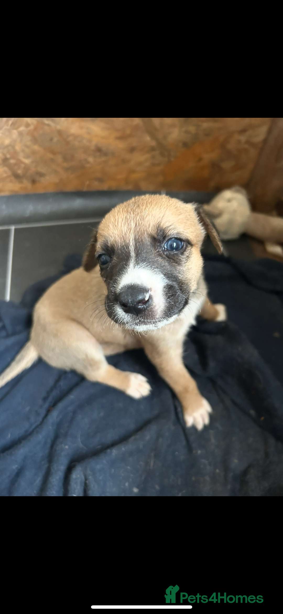 Mixed Breed dogs for sale: belgian malinois - Image 6