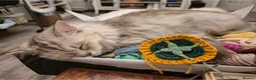 Himalayan cats for sale: Fluffy Doll-Face Persian & Himalayan Mix Kittens - Advert 6