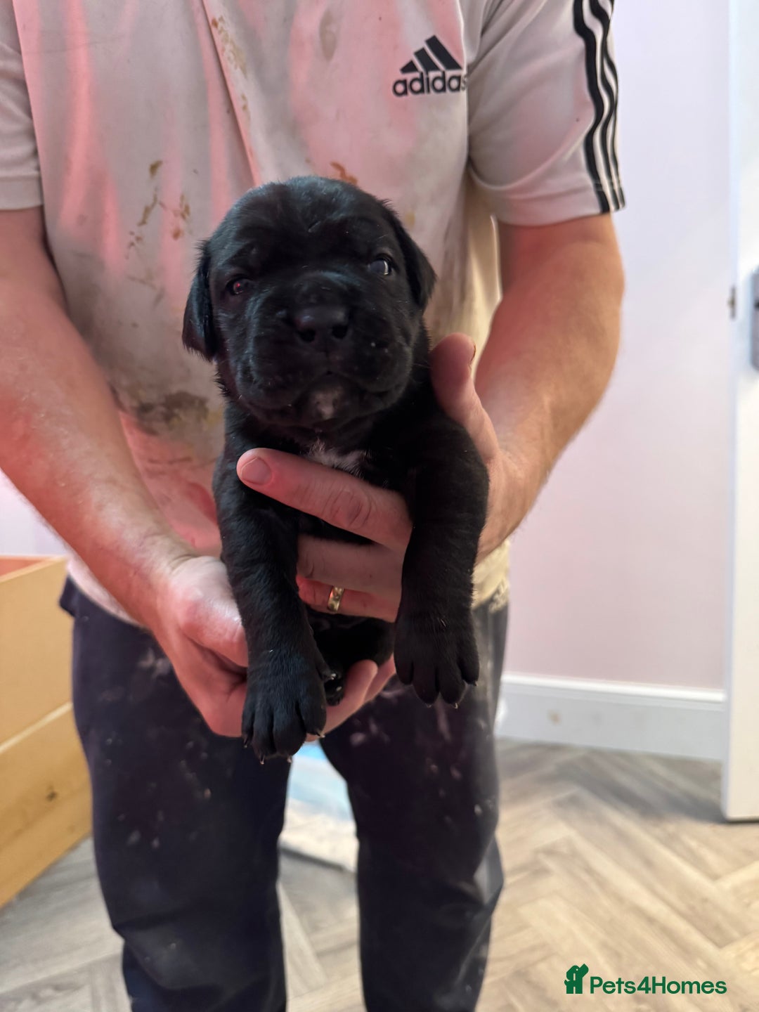 Cane Corso dogs for sale: Beautiful Cane Corso puppies  - Advert 14