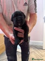 Cane Corso Puppy 6