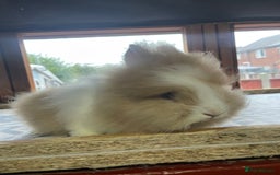 Lionhead rabbits for sale: Baby Lionhead Male Looking For New Home - Image 19