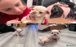 Mixed Breed dogs for sale: X3 Beautiful girl French bulldogs cross  - Advert 4