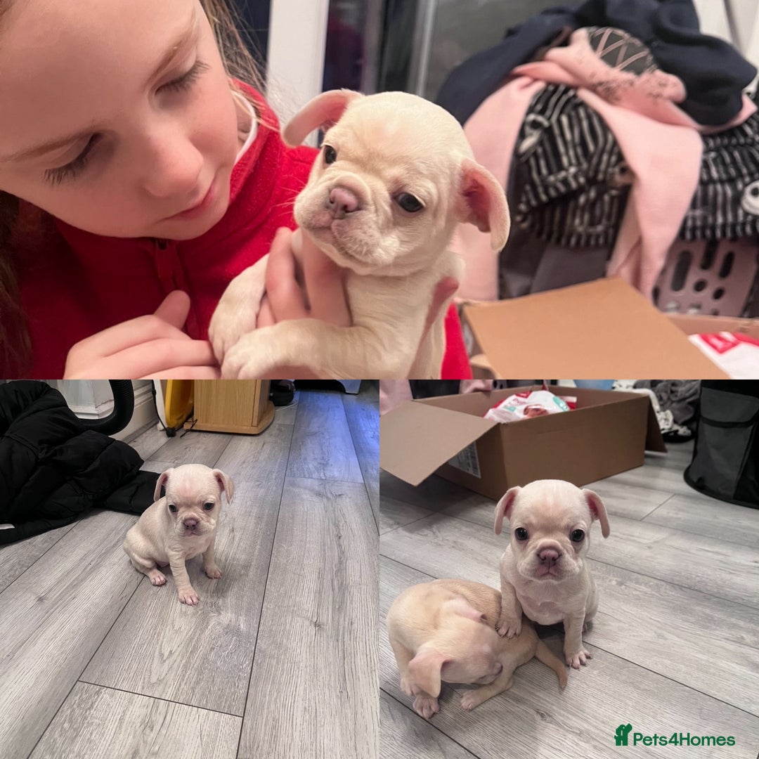 Mixed Breed dogs for sale: X3 Beautiful girl French bulldogs cross  - Advert 4