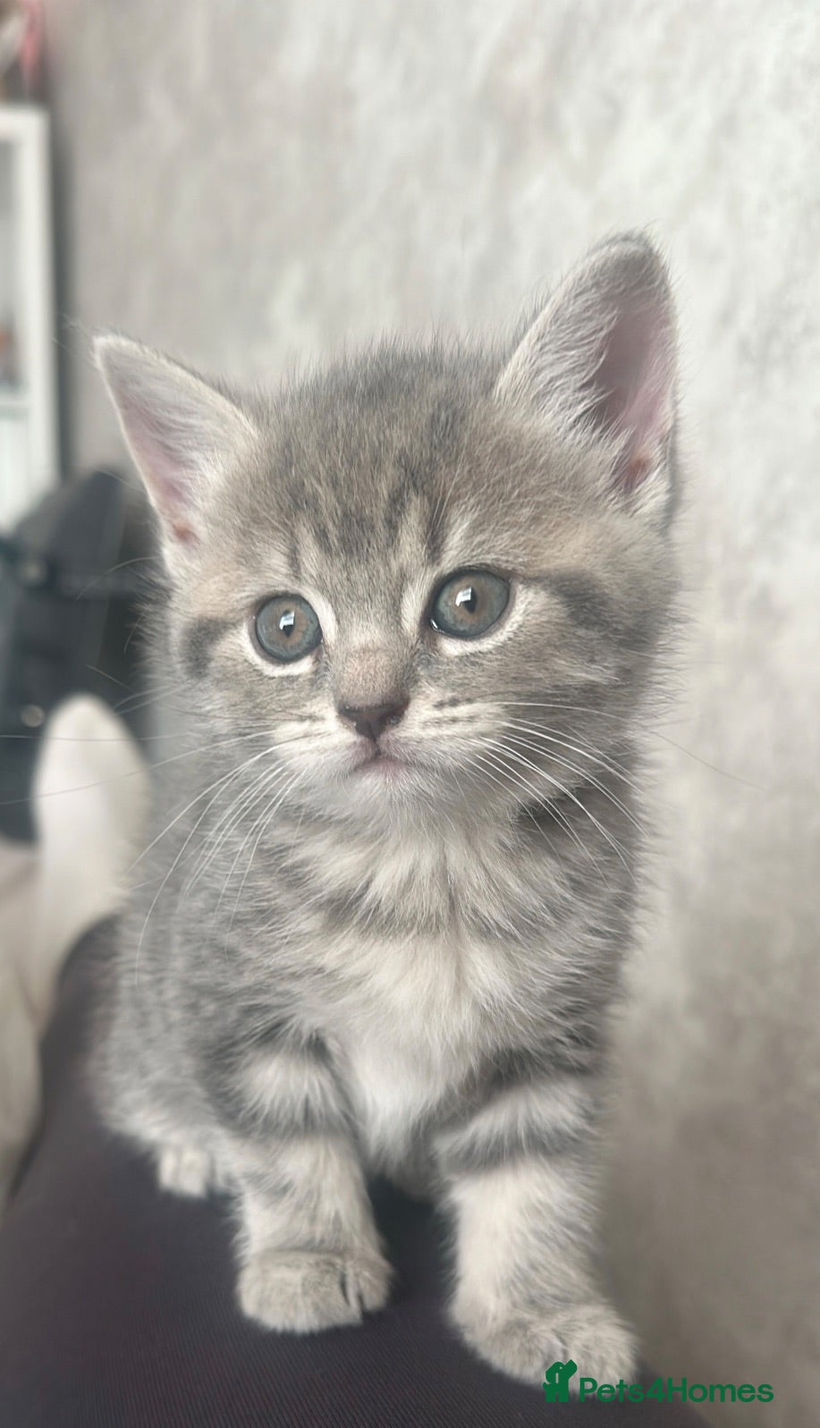 Mixed Breed cats 3 Beautiful British short hair cross kittens. - Advert 1